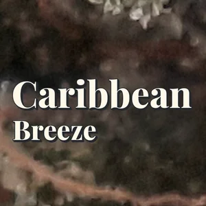 Caribbean Breeze Cannabis Strain