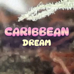 Caribbean Dream Cannabis Strain