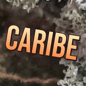 Caribe Cannabis Strain