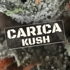Carica Kush Cannabis Strain
