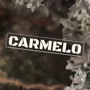 Carmelo Cannabis Strain