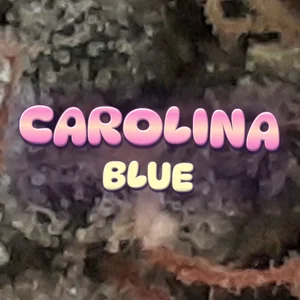 Carolina Blue Cannabis Strain