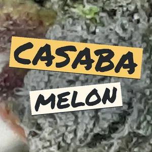 Casaba Melon Cannabis Strain