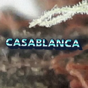 Casablanca Cannabis Strain