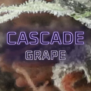 Cascade Grape Cannabis Strain