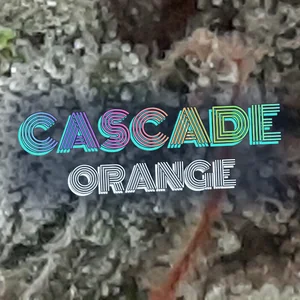 Cascade Orange Cannabis Strain