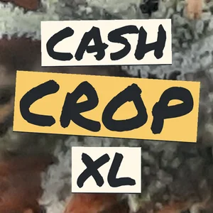 Cash Crop XL Cannabis Strain