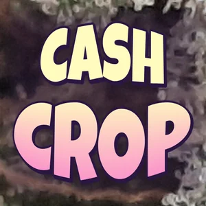 Cash Crop Cannabis Strain
