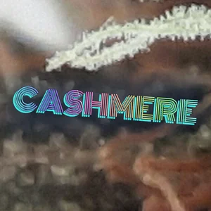 Cashmere Cannabis Strain