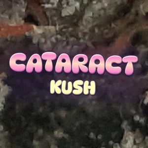 Cataract Kush Cannabis Strain