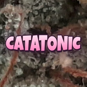 Catatonic Cannabis Strain