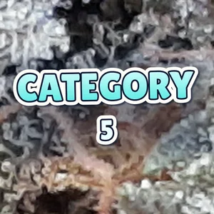 Category 5 Cannabis Strain