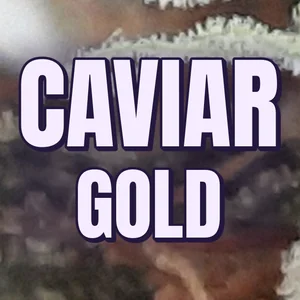 Caviar Gold Cannabis Strain