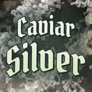 Caviar Silver Cannabis Strain