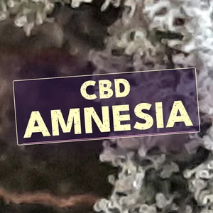 CBD Amnesia Cannabis Strain