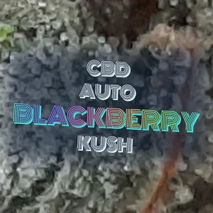 CBD Auto Blackberry Kush Cannabis Strain
