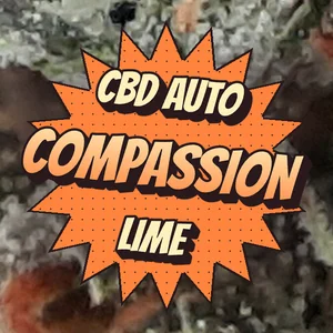 CBD Auto Compassion Lime Cannabis Strain