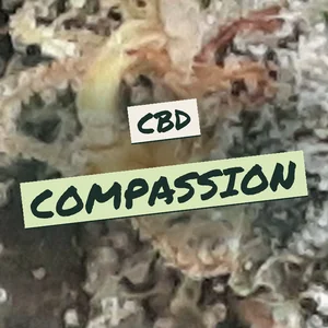 CBD Compassion Cannabis Strain