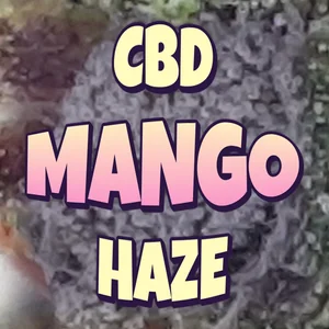 CBD Mango Haze Cannabis Strain