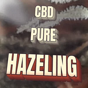 CBD Pure Hazeling Cannabis Strain