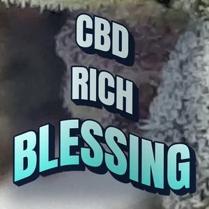 CBD Rich Blessing Cannabis Strain