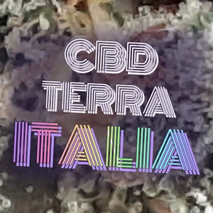 CBD Terra Italia Cannabis Strain