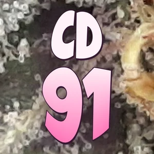 CD 91 Cannabis Strain
