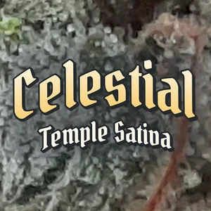 Celestial Temple Sativa Cannabis Strain