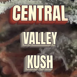 Central Valley Kush Cannabis Strain