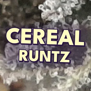 Cereal Runtz Cannabis Strain