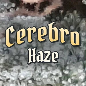 Cerebro Haze Cannabis Strain