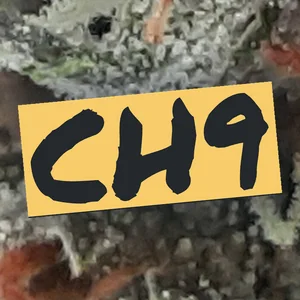 CH9 Cannabis Strain