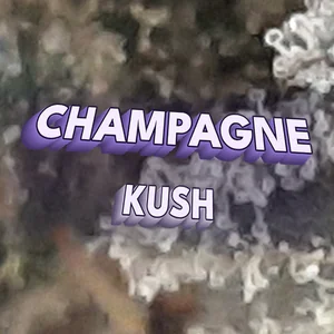 Champagne Kush Cannabis Strain