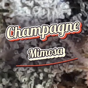 Champagne Mimosa Cannabis Strain