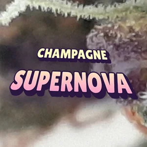 Champagne Supernova Cannabis Strain