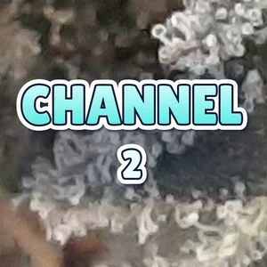 Channel 2 Cannabis Strain
