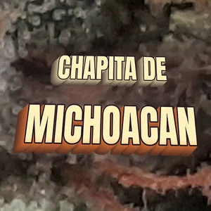 Chapita de Michoacan Cannabis Strain