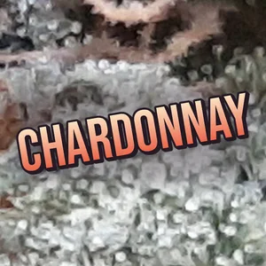 Chardonnay Cannabis Strain