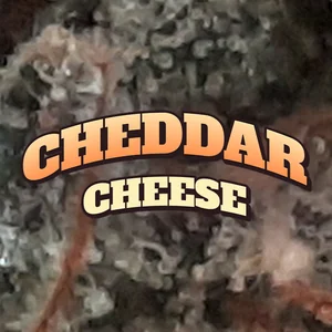 Cheddar Cheese Cannabis Strain
