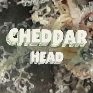Cheddar Head Cannabis Strain