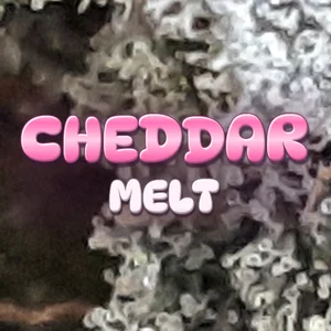 Cheddar Melt Cannabis Strain