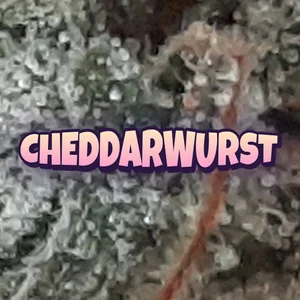 Cheddarwurst Cannabis Strain