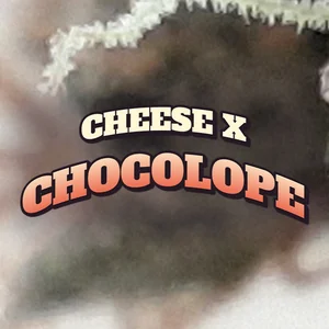 Cheese x Chocolope Cannabis Strain