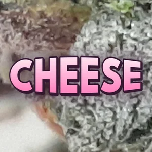 Cheese Cannabis Strain