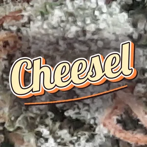 Cheesel Cannabis Strain