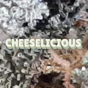 Cheeselicious Cannabis Strain