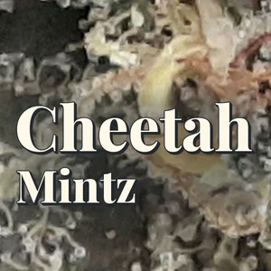 Cheetah Mintz Cannabis Strain