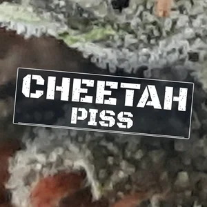 Cheetah Piss Cannabis Strain