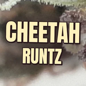 Cheetah Runtz Cannabis Strain