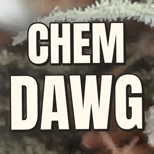 Chem Dawg Cannabis Strain